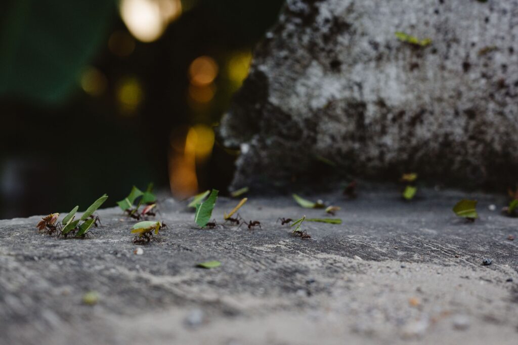 Leafcutter ants carrying leaves across a stone surface in a natural setting.