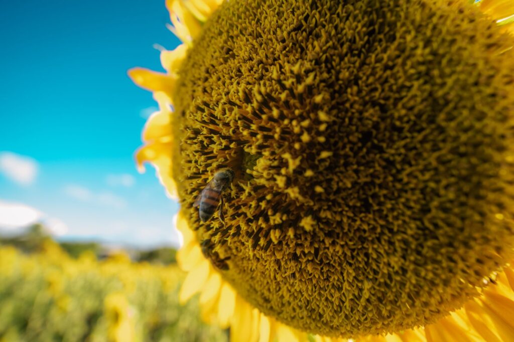 Close-up view of a sunflower bloom with a bee, captured in Brasília, Brazil.
